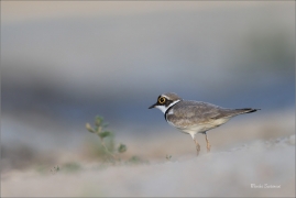 <p>KULÍK ŘÍČNÍ (Charadrius dubius) jižní Morava ---- /Little ringed plover - Flussregenpfeifer/</p>